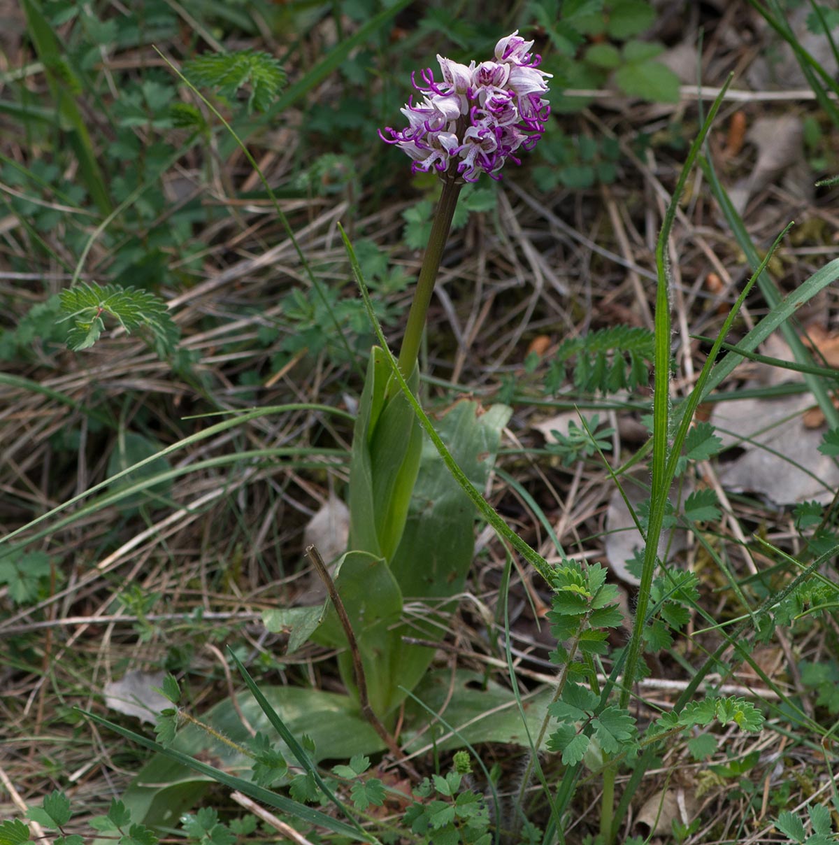 Habitus